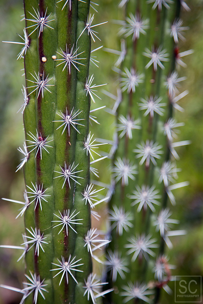 The spikes on this cactus look like snowflakes