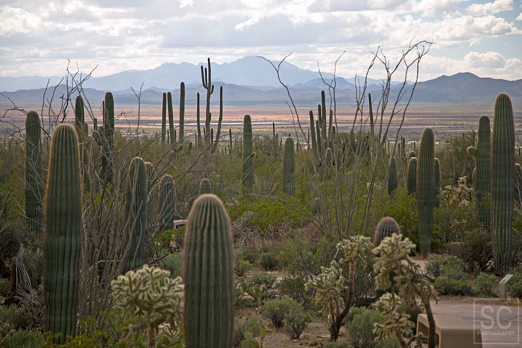 Sonora Desert Museum - a zoo, botanical garden, and art exhibit, all in one.