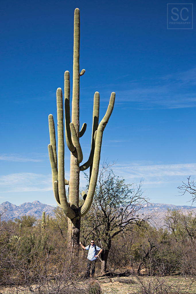 This is one of the tallest saguaros we've seen in the park.