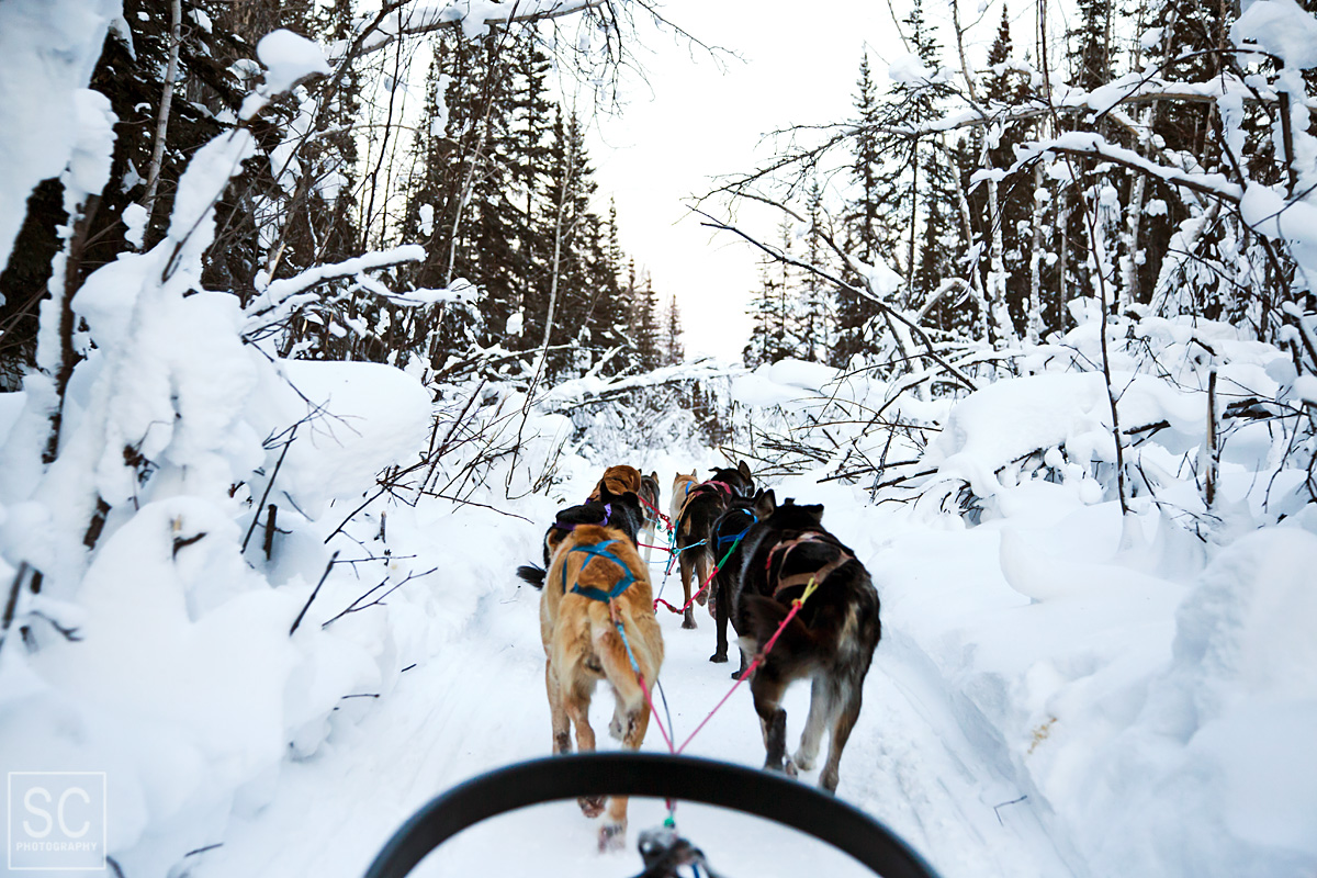 Dog sledding through a winter fairytale