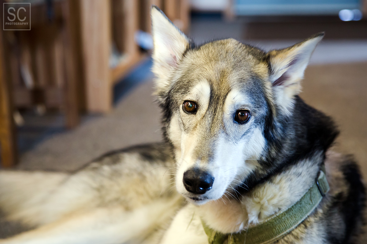 The lodge manager's dog, also known as the resident wolf - Noah