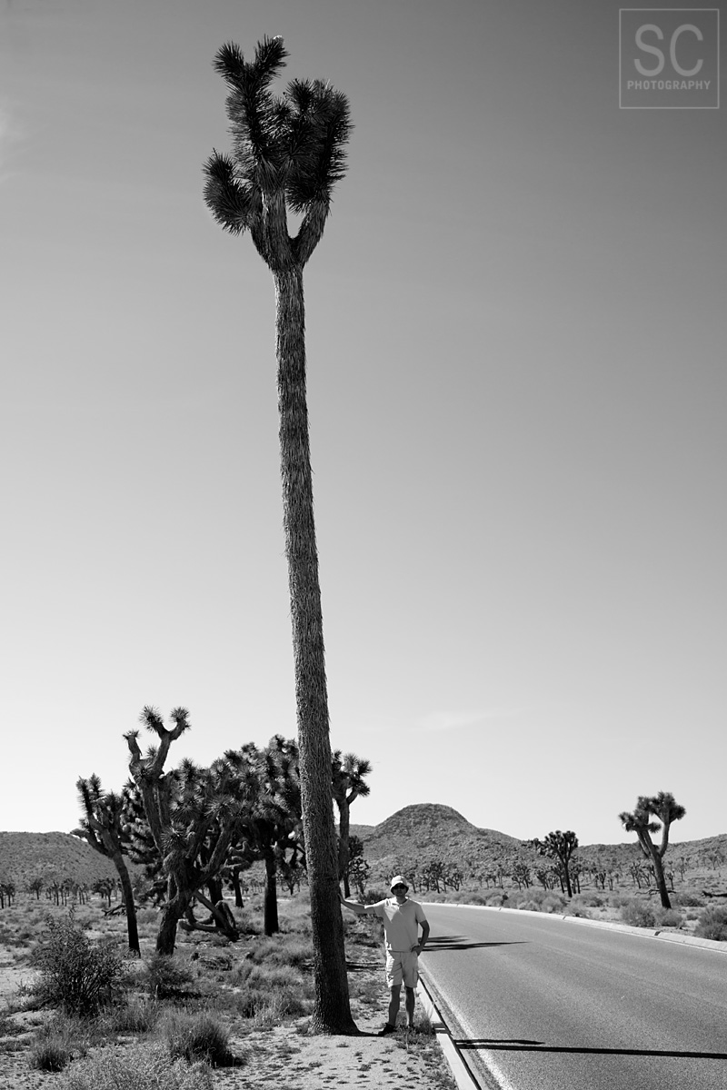 Tallest Joshua tree in the park