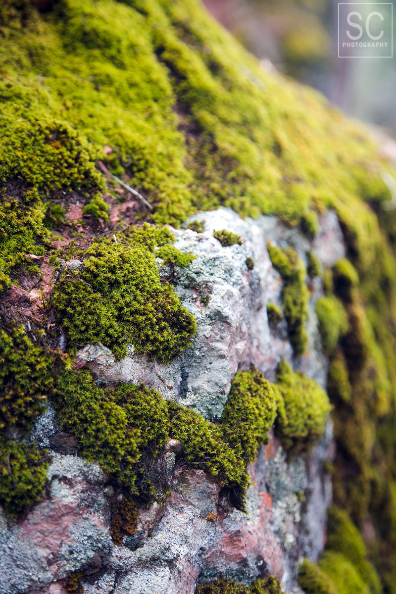 Moss covering the rocks