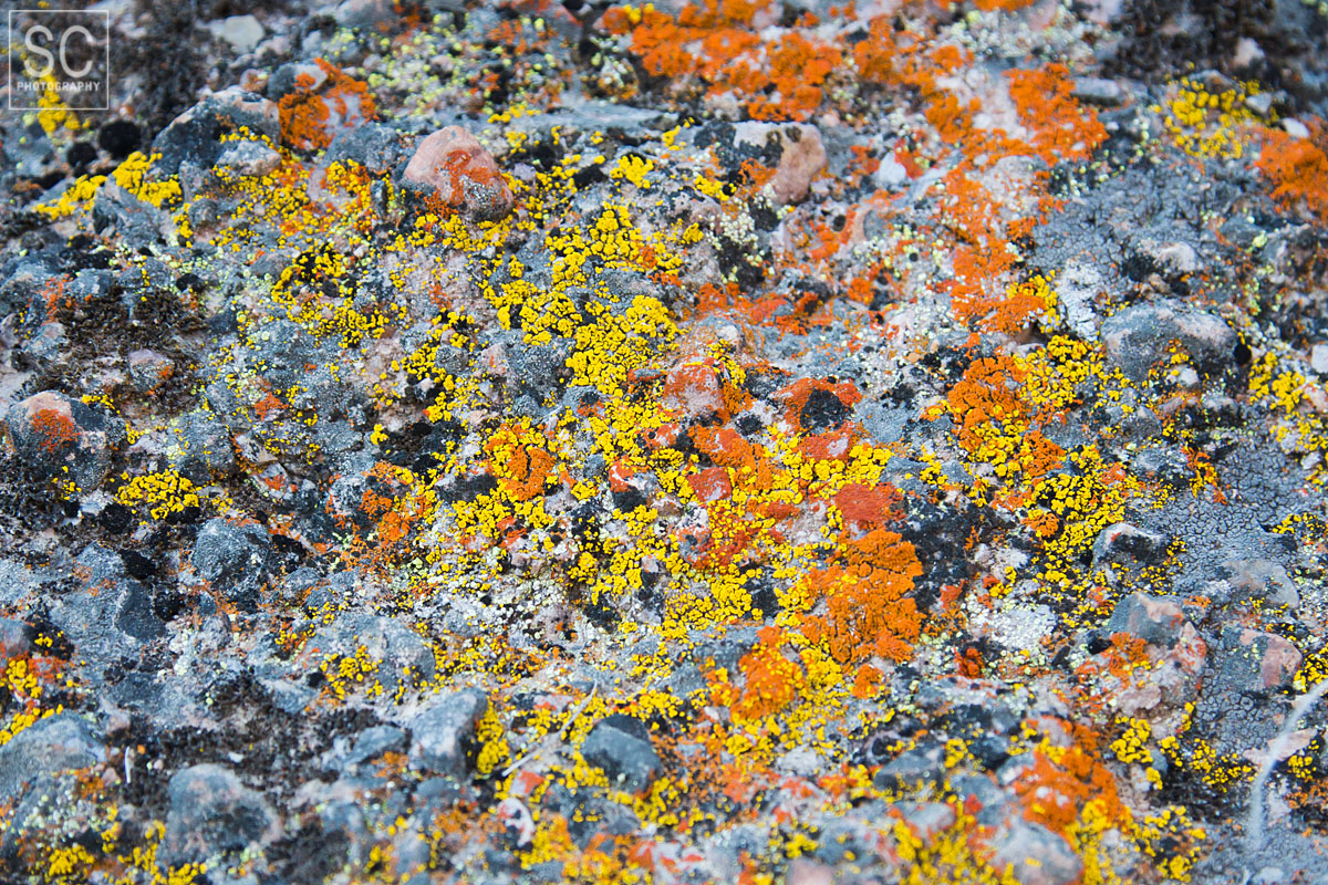 Colorful lichen 