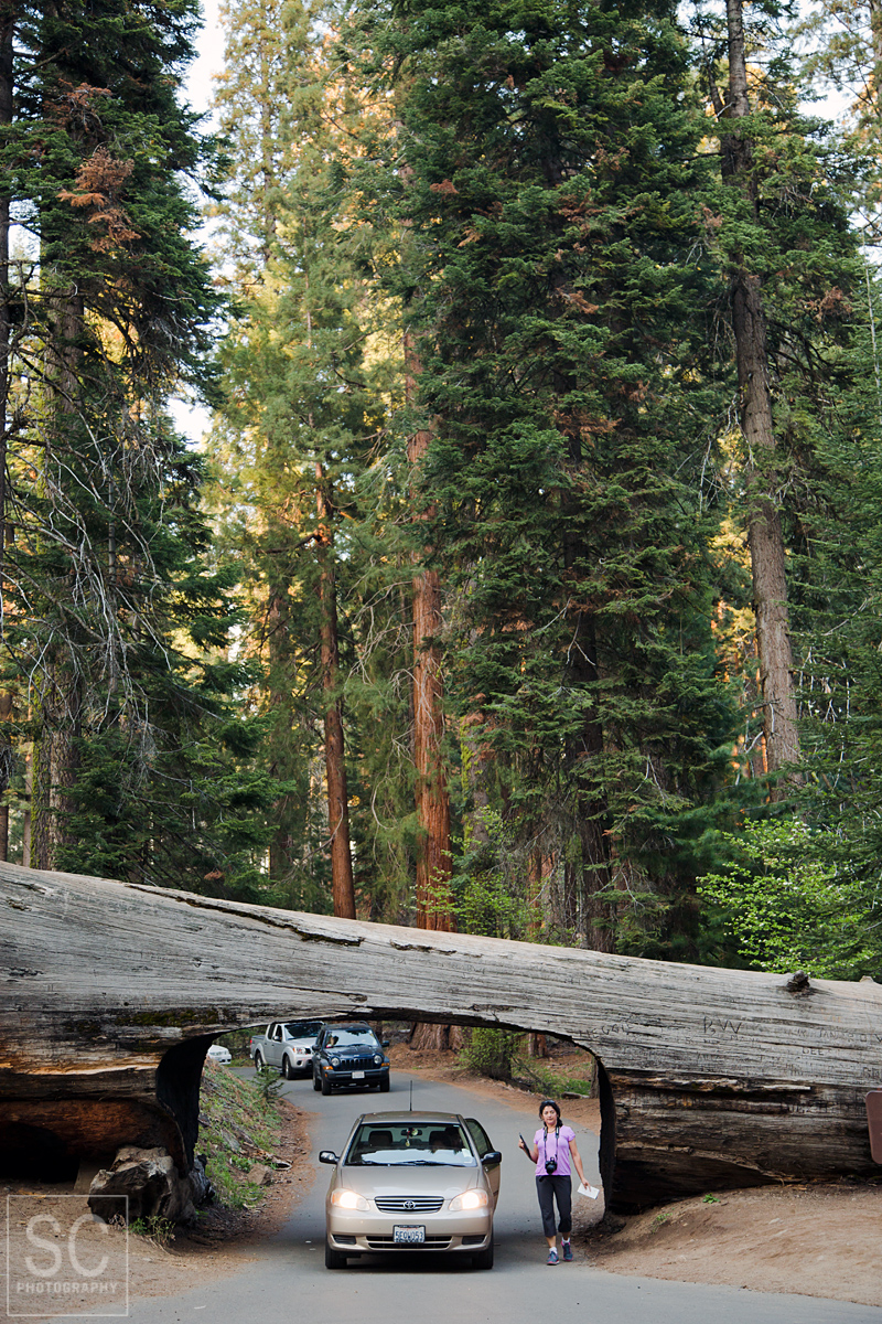 Drive through sequoia