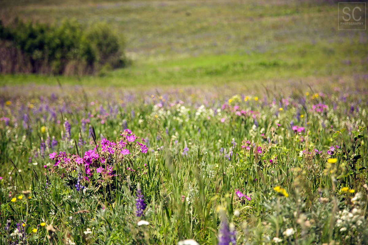 Wildflowers in Canada's Waterton NP