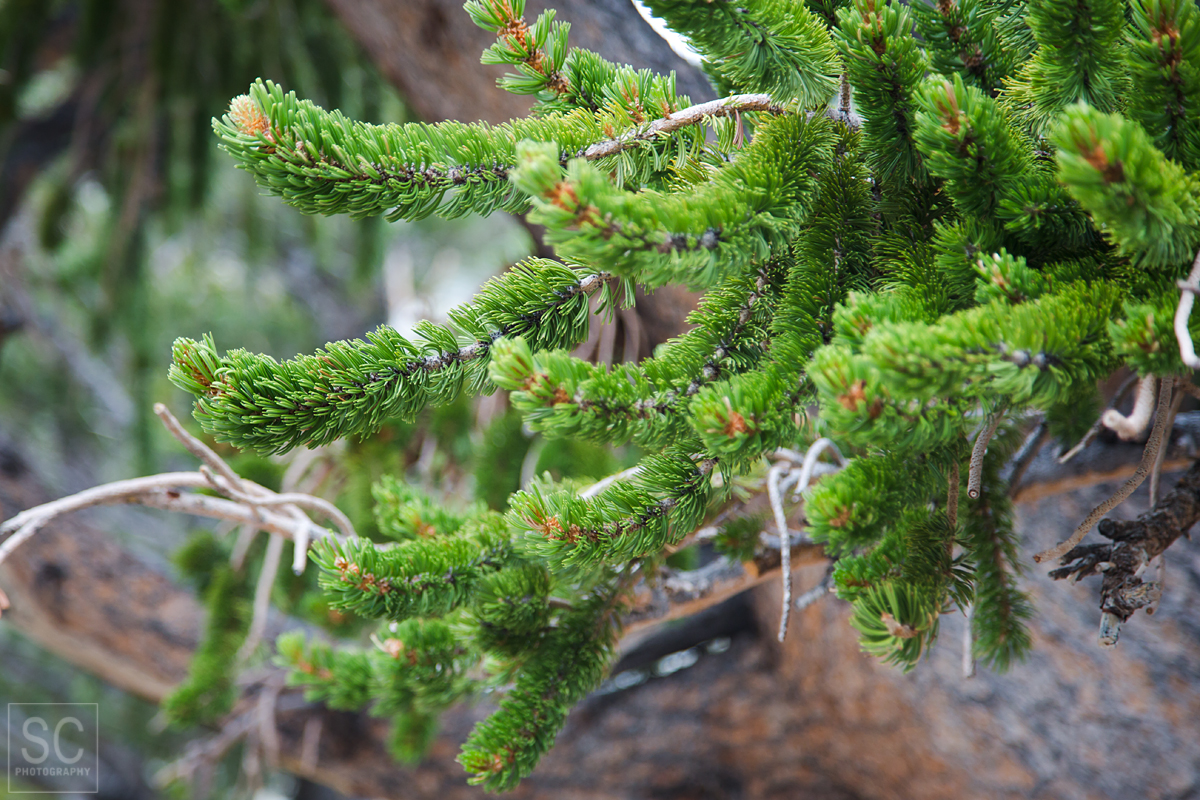 Ancient bristlecone pine tree