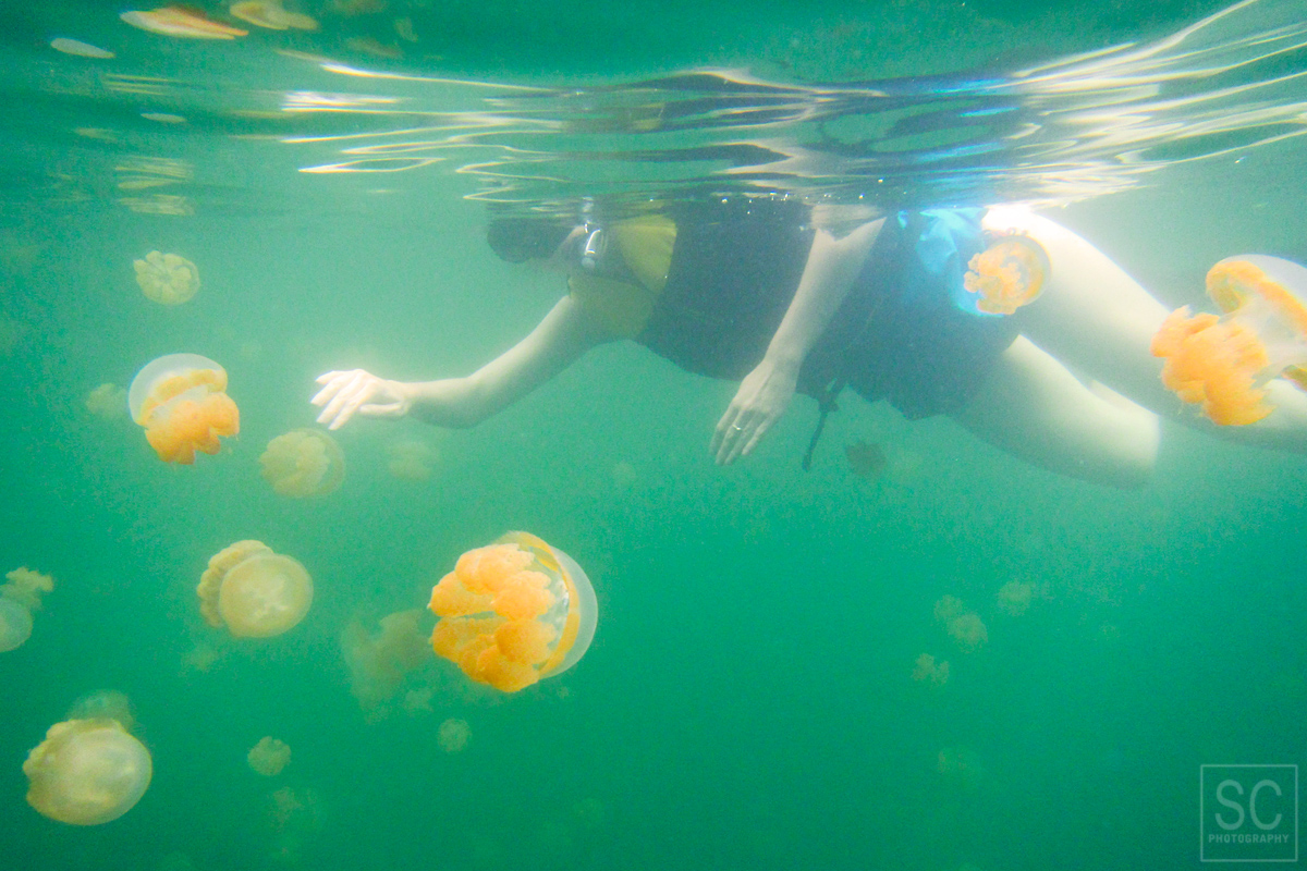 Snorkeling with jellyfish