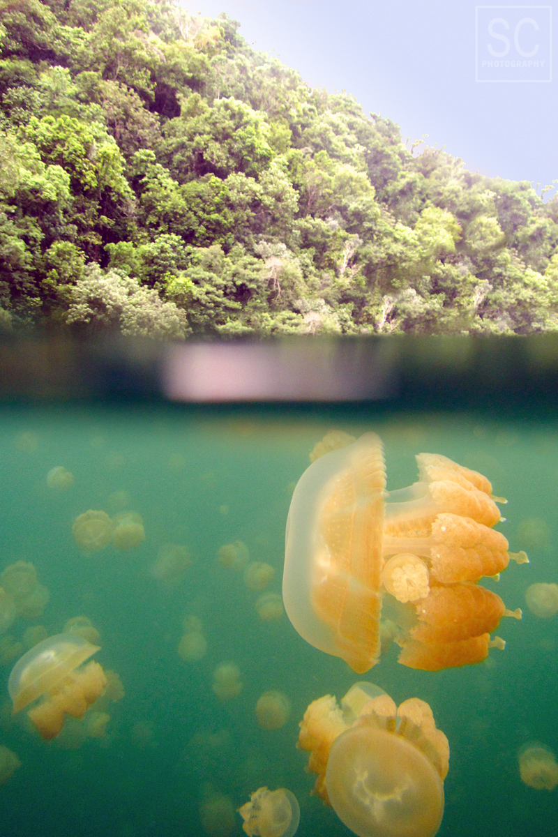 Millions of jellyfish 