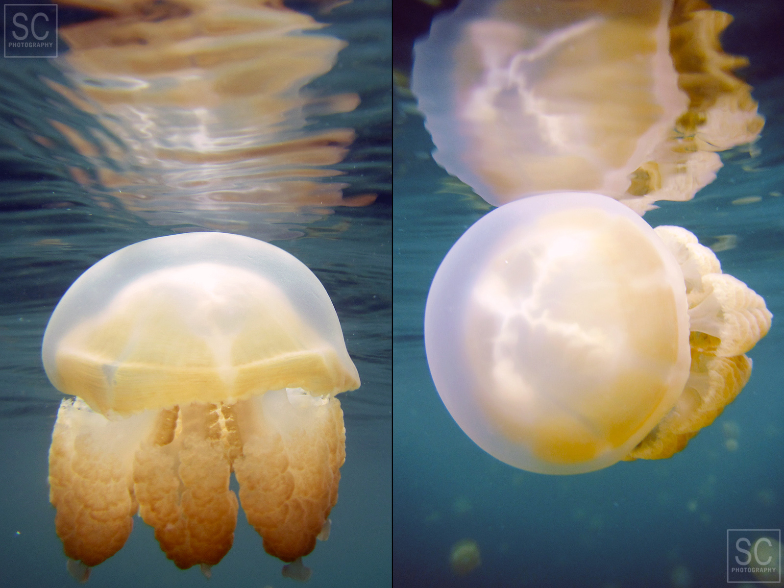 Beautiful harmless jellyfish
