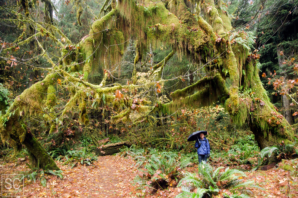 Giant tree covered in moss, Spruce Nature trail in the Hoh Rain Forest