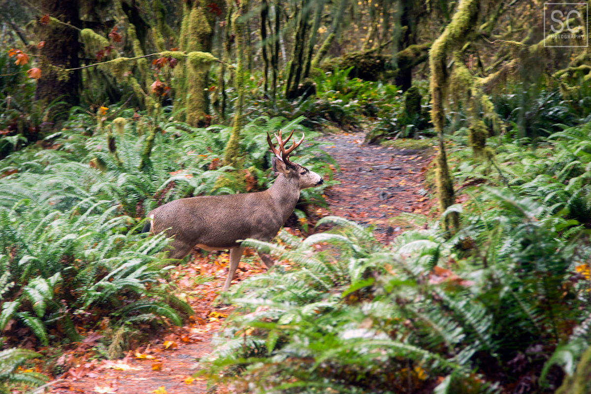 This guy was hiking along with us,  Spruce Nature trail in the Hoh Rain Forest