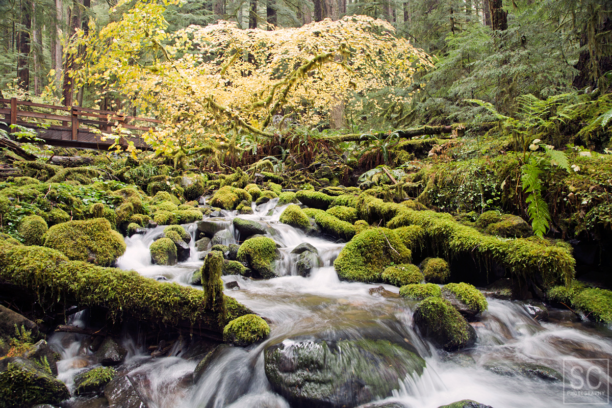 On the hike to Sol Duc Falls