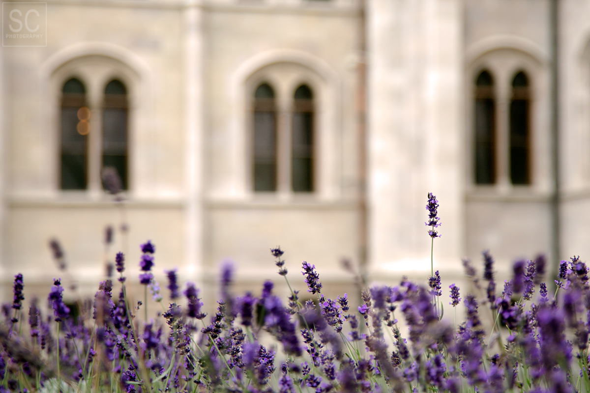 Lavender around  the parliament