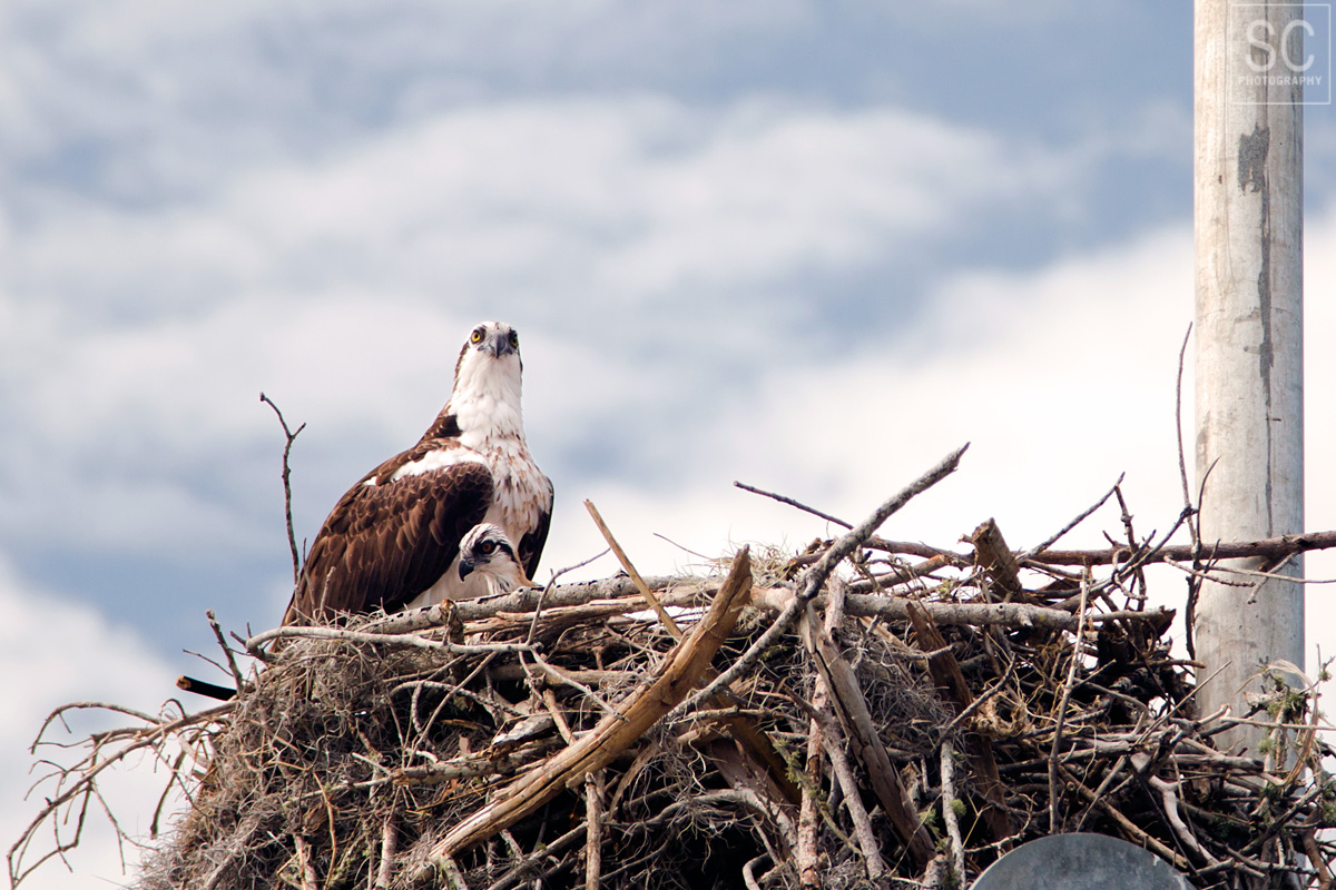 Mama osprey and her chick