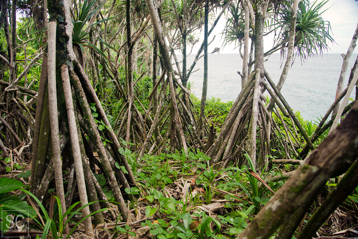 Coastal Walk in O Le Pupu-Pue National Park 