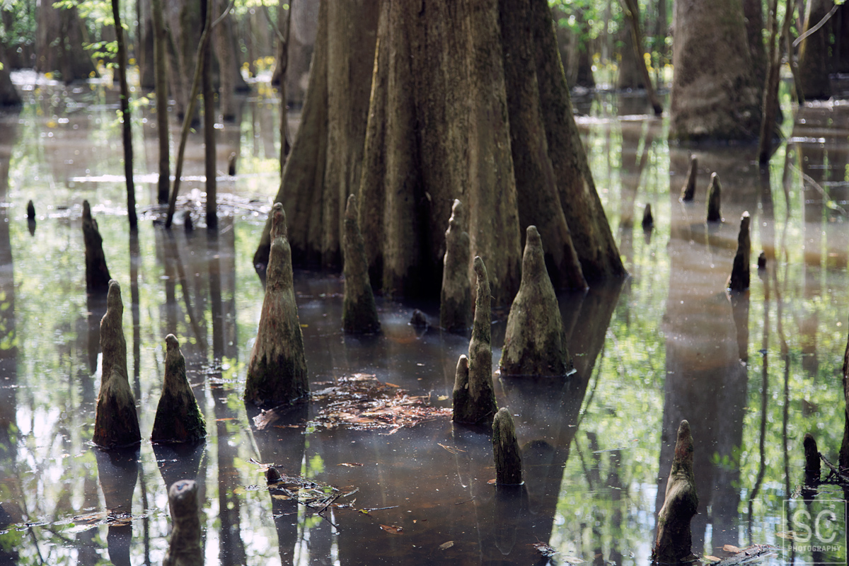 Bald cypress tree "knees" rising up from the roots