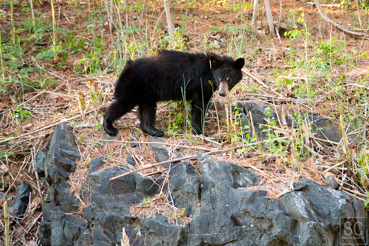 a little black bear munching on grass