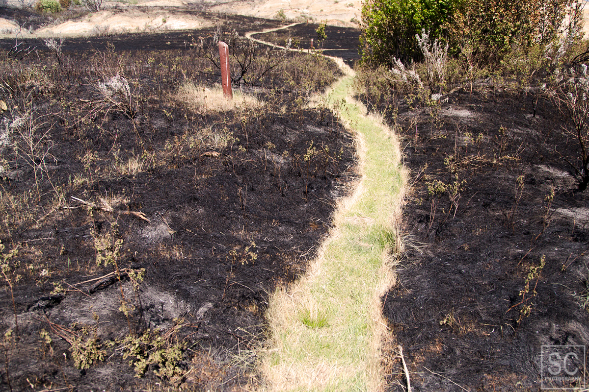 Burned grass on the Little Mo Nature Trail