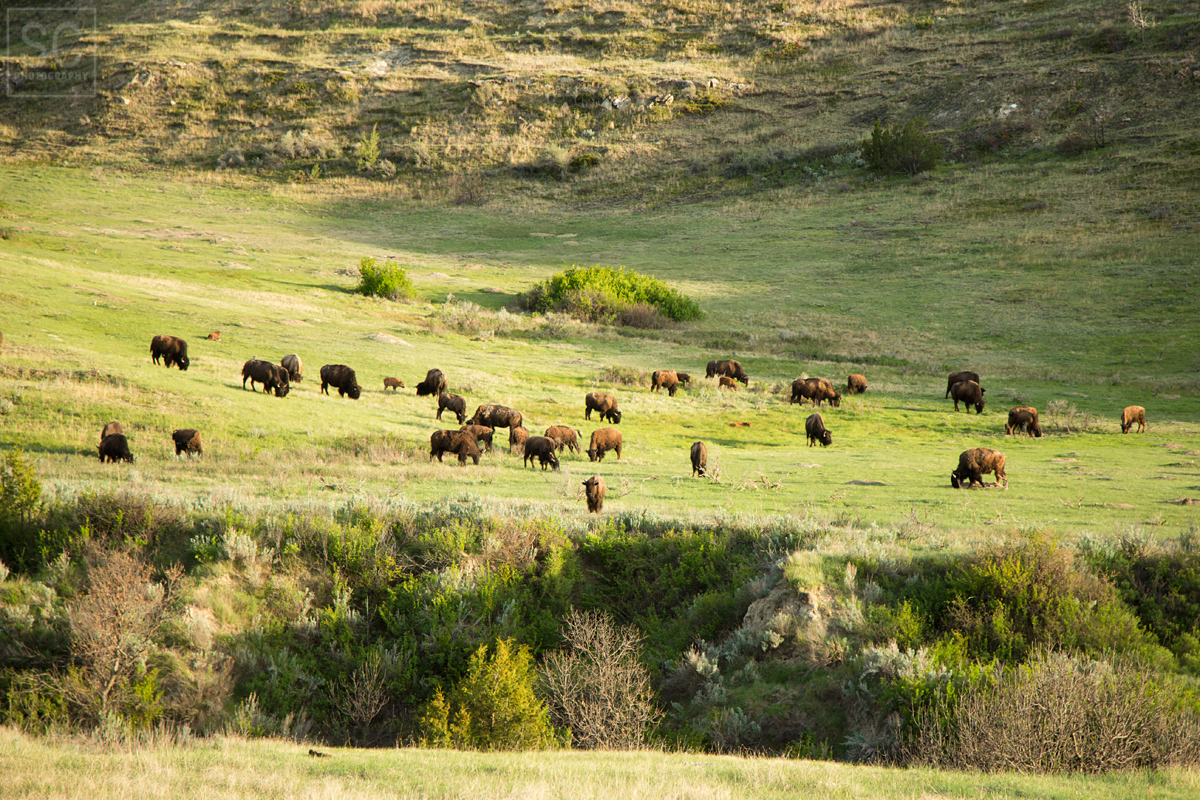 Herd of bison out for dinner