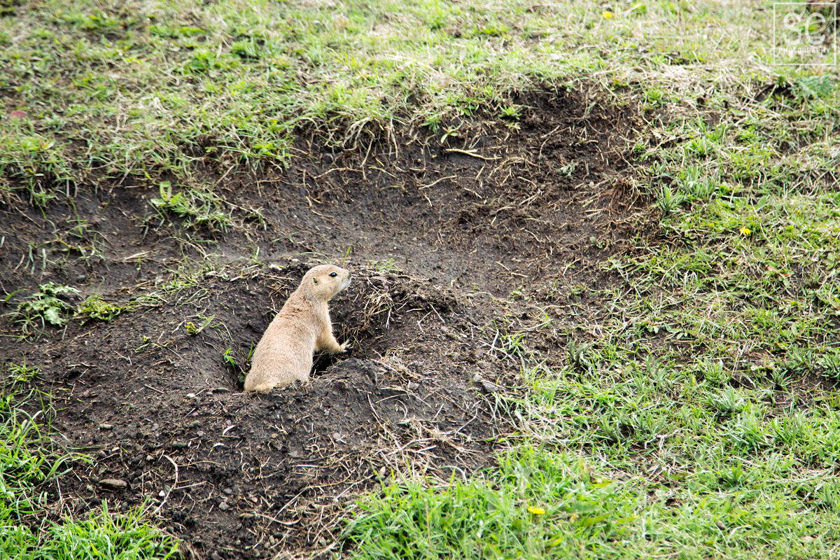 Prairie dog, which is really a rodent. So a more appropriate name would be prairie rat :)