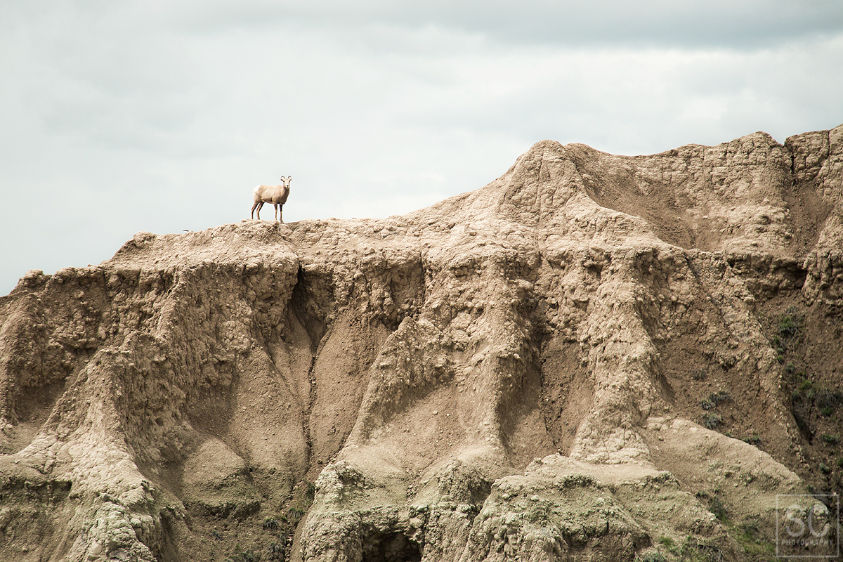 A bighorn sheep climbs the Badlands