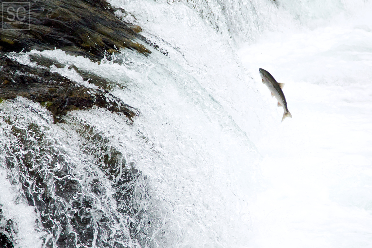 Salmon is jumping 6 ft up the waterfall 