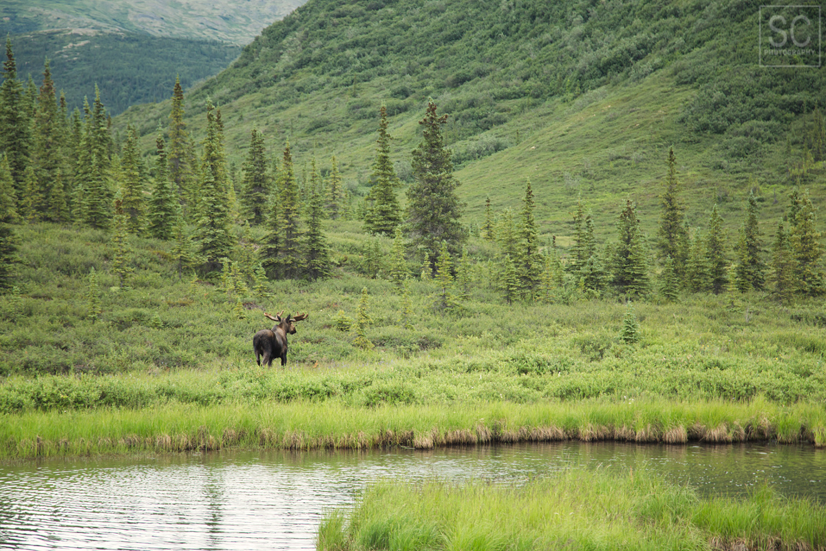 Moose roaming the park