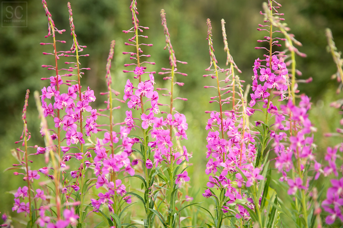 Alaskans say that the summer is over by the time the fireweed flowers reach the top of the bloom
