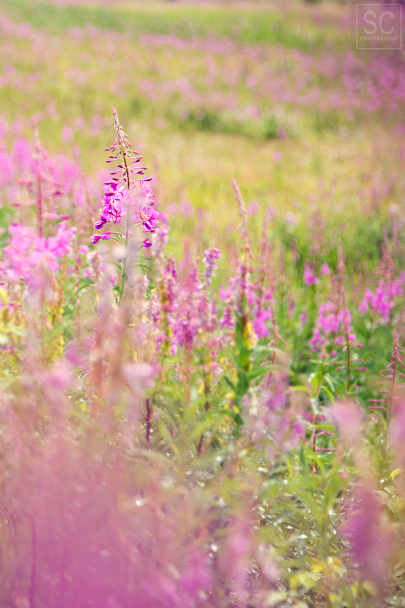 Alaska is full of fireweed flowers. It's called fireweed because it's the first one to pop after a fire.