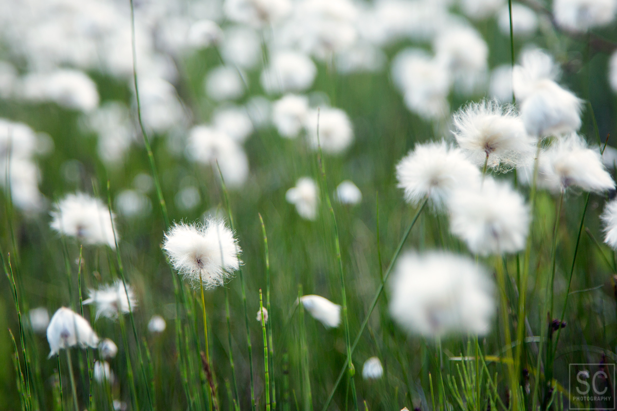 Alaska cotton grass