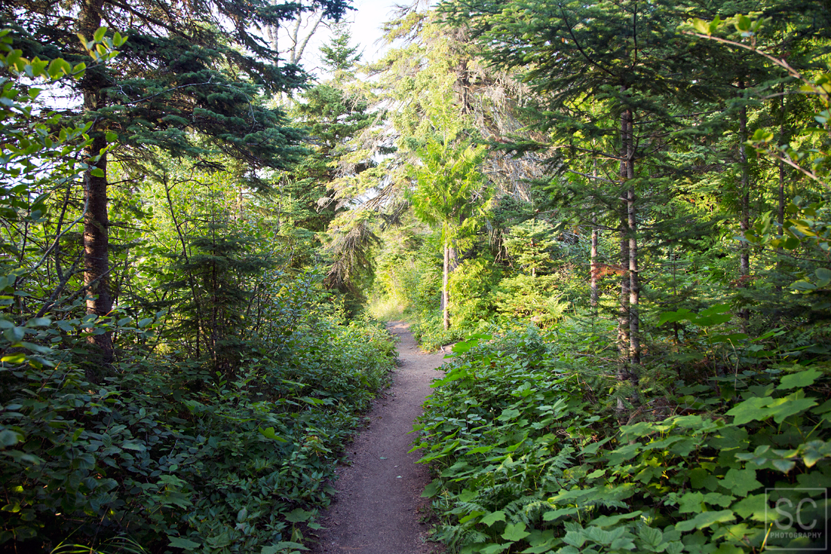 Hiking through berry "infested" Isle Royale