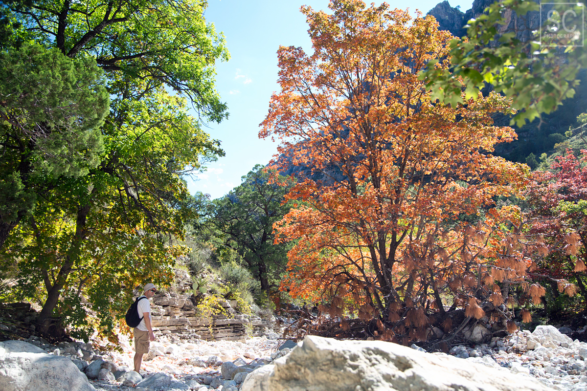 The trees along the riverbed got some color