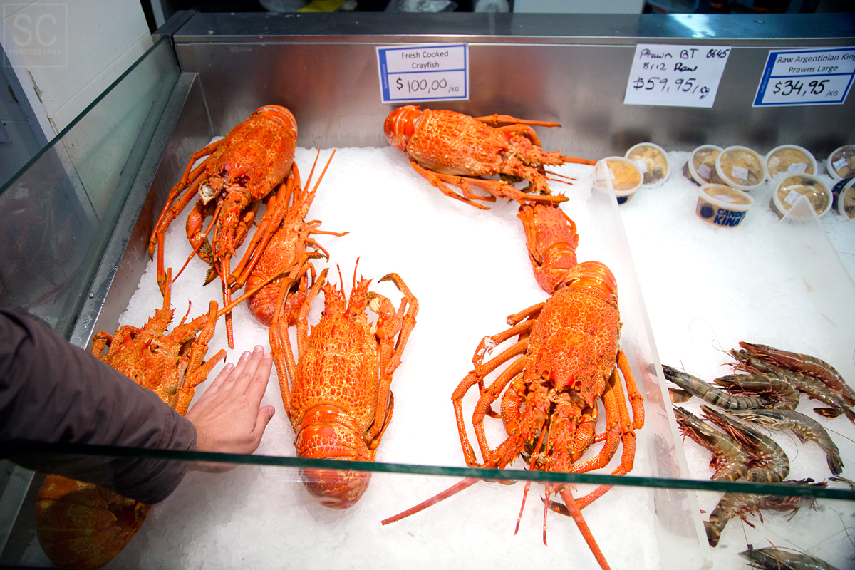 Largest crayfish I've ever seen. $65 USD for about 2 lbs.