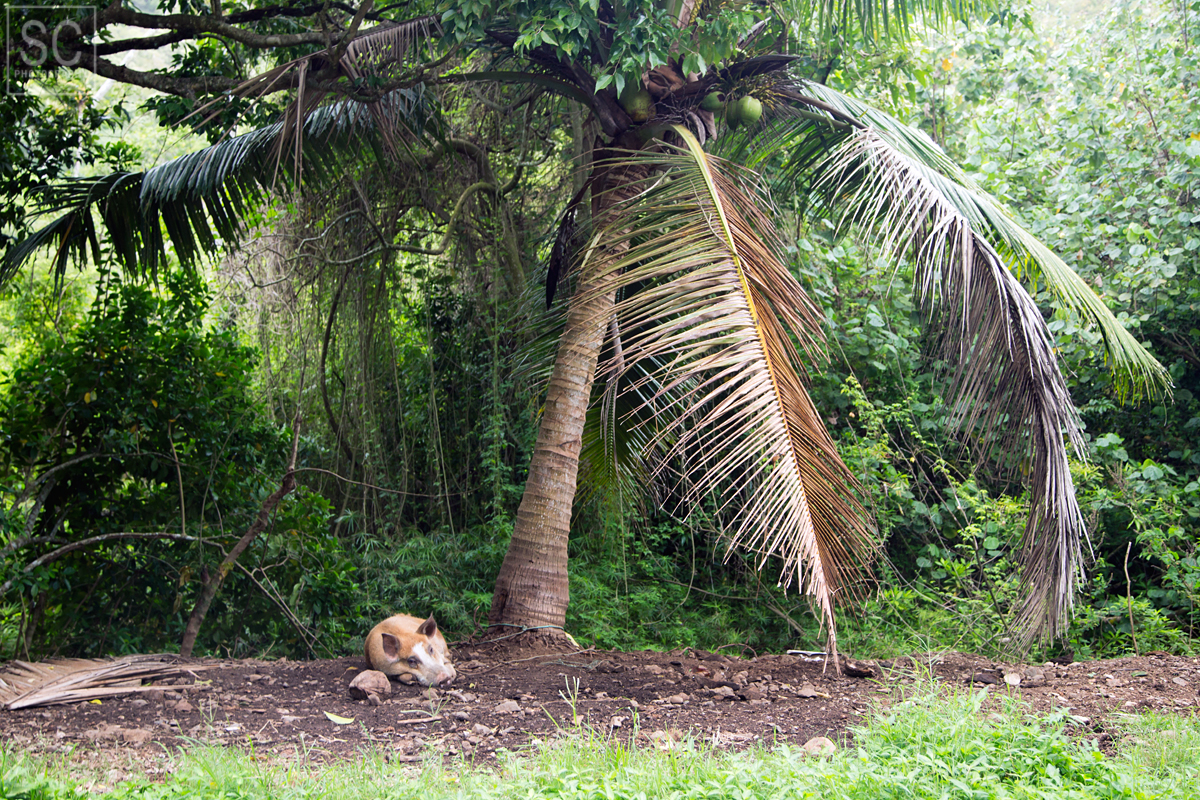 Piggy relaxing under a palm tree (actually, it's tied to the tree)