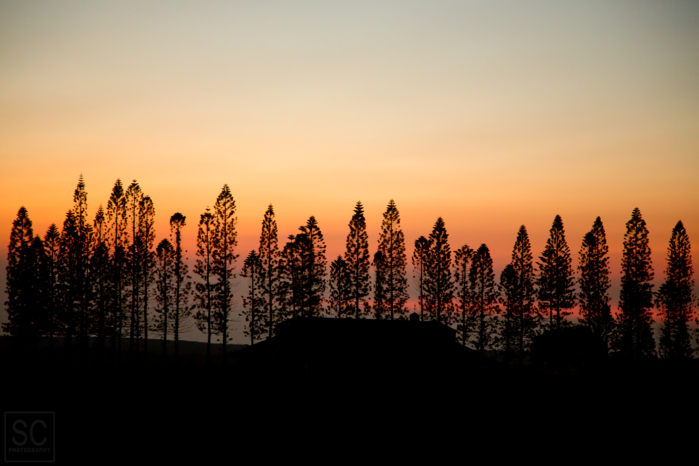 Pine trees at sunset
