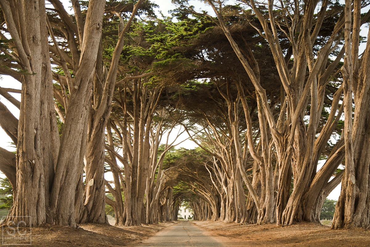 Cool tree tunnel on the way to Point Reyes