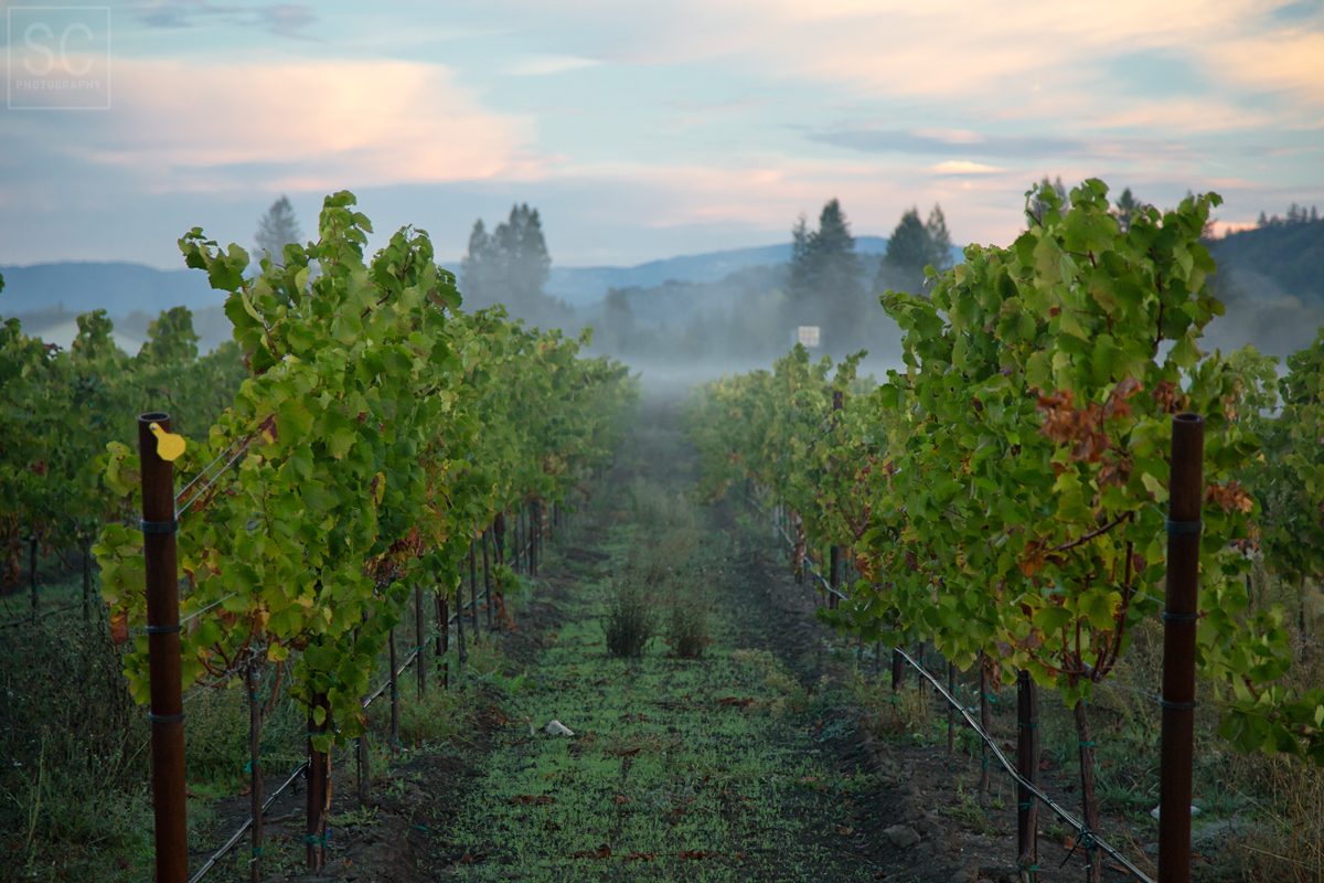Early morning in wine country
