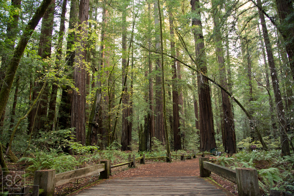 Armstrong Redwoods - looks a lot like Muir Woods