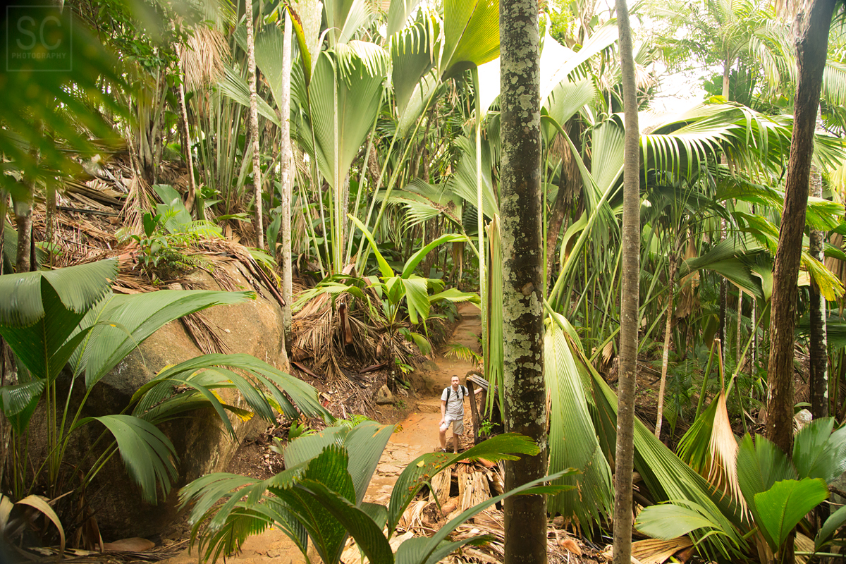 Coco de Mer palm forest