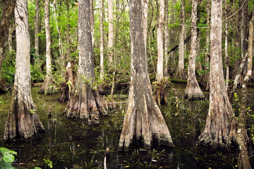 Florida National Parks – SC Photography